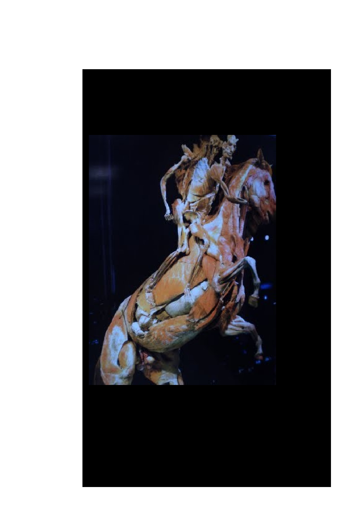 Anatomia dos Animais Domésticos