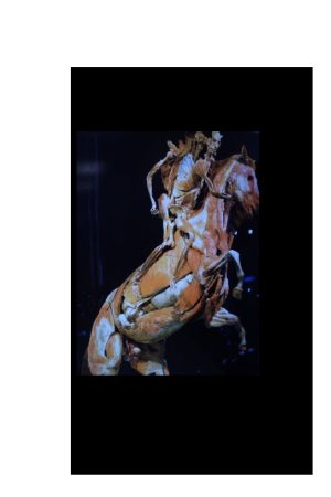 Anatomia dos Animais Domésticos